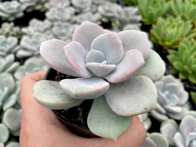 graptoveria-margaret-rose--1