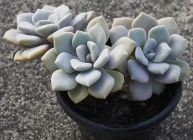 graptoveria-margaret-rose-