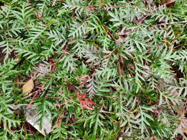 Grevillea Amazing Grace plant with red flowers and green foliage.