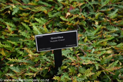 Grevillea 'Aussie Crawl' plant with colourful orange and green foliage.