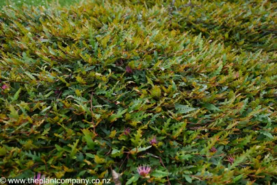 Grevillea 'Aussie Crawl' plant with pink flowers and colourful foliage.