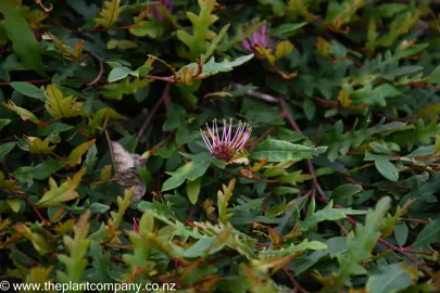 Pink flower on Grevillea 'Aussie Crawl' plant and colourful foliage.