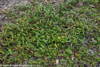 Grevillea 'Aussie Crawl' as a ground cover plant in a garden.