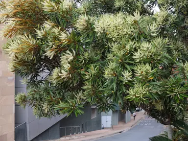 Grevillea baileyana tree with masses of cream-coloured flowers.