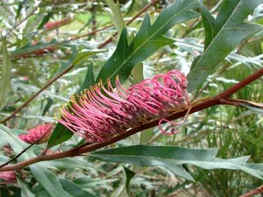 Grevillea barklyana pink flower.