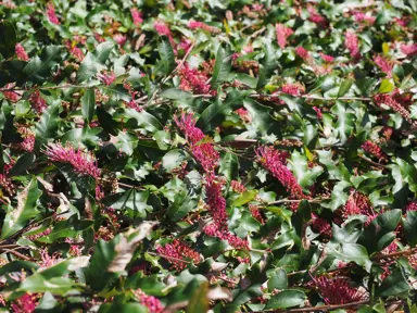 Grevillea Bedspread plant with masses of red flowers and green foliage.