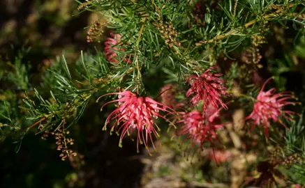 Grevillea Bon Accord plant with red flowers and fine, green foliage.