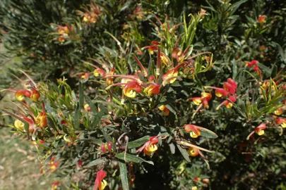 grevillea-bonnie-prince-charlie-3