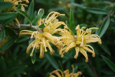 Grevillea Canterbury Gold plant with yellow flowers.