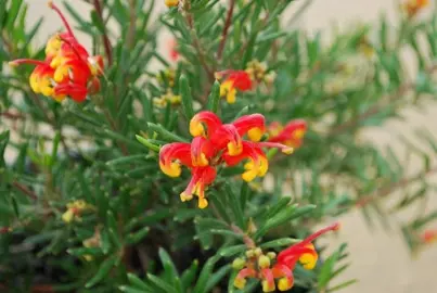 Grevillea Charlie's Angel plant with red and yellow flowers.