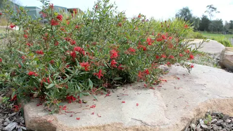 Grevillea Cherry Cluster shrub with green foliage and masses of red flowers.