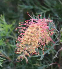 grevillea-coconut-ice--1