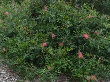 grevillea-coconut-ice-