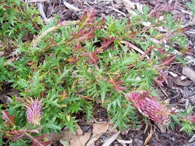 grevillea-copper-crest-