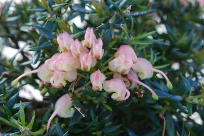 Grevillea Coral Baby pink flowers amidst dark green foliage.