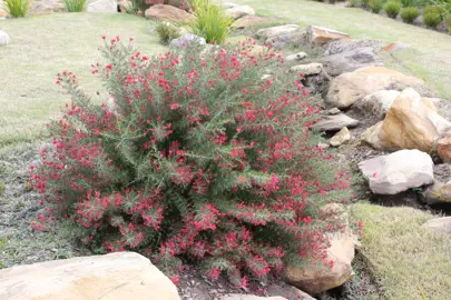 Grevillea Crimson Villea shrub with grey-green foliage and masses of red flowers.