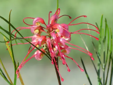 Grevillea Elegance stunning pink flower.