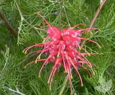 Grevillea 'Ellendale' shrub with pink flowers and green foliage.