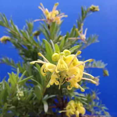 grevillea-eureka-1