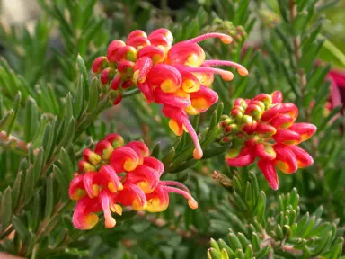 grevillea-fireworks-3