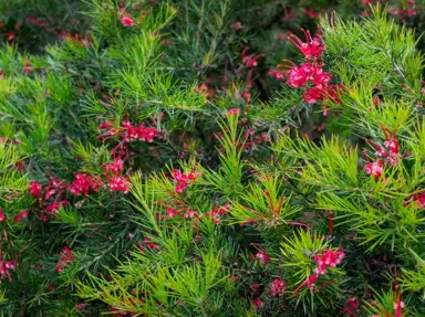 grevillea-gin-gin-gem--1