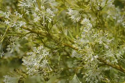 Grevillea glabrata plant with white flowers and green foliage.