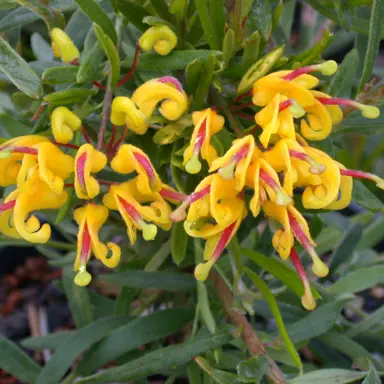 grevillea-gold-rush-