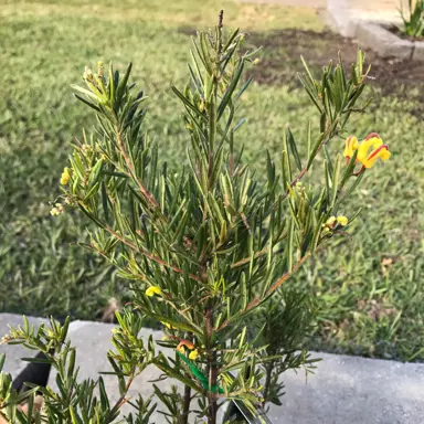 grevillea-gold-rush-1