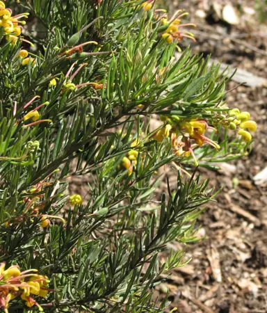 grevillea-gold-rush-2