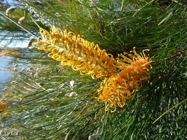 Grevillea Honey Gem shrub with elegant yellow-orange flowers.