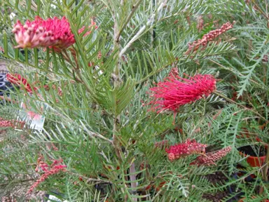 grevillea-hookeriana-