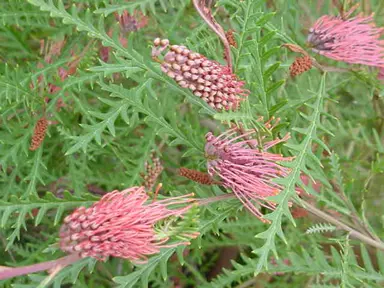 grevillea-ivanhoe-