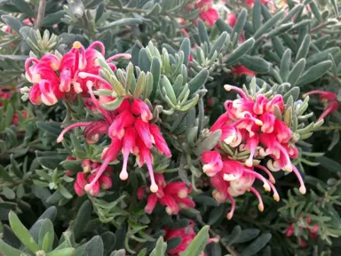 Grevillea Jelly Baby shrub with masses of pink flowers.