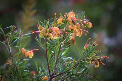 Grevillea Jubilee shrub with green foliage and yellow-orange flowers.