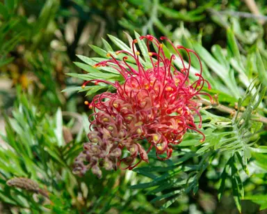 grevillea-judith-anne--1