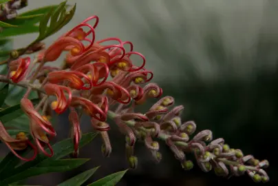 grevillea-judith-anne-