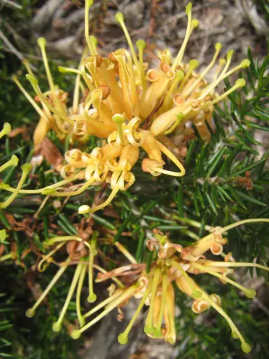 grevillea-juniperus-aurea-