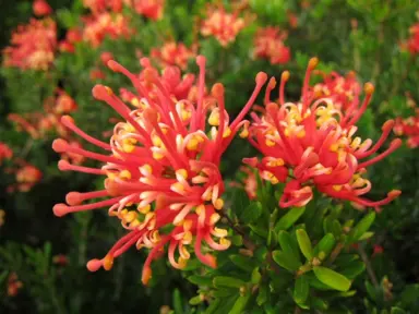 grevillea-knockout-