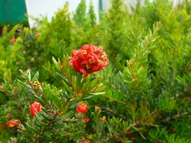 grevillea-knockout-1