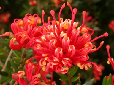 grevillea-knockout-2