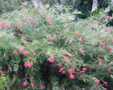 Grevillea Lana Maree shrub with masses of pink flowers.