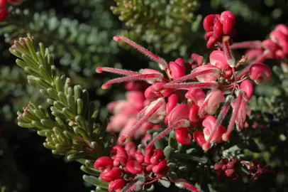 grevillea-lanigera--1