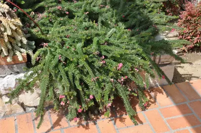 Grevillea lanigera 'Coastal Gem' plant with green foliage and pink flowers.