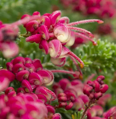 grevillea-little-drummer-boy-3