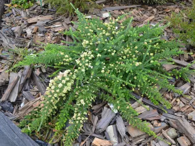 Grevillea lanigera 'Lutea' shrub with yellow flowers and green foliage.