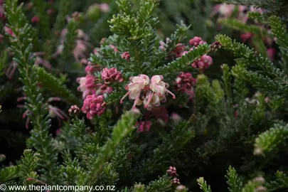 Beautiful pink flowers on Grevillea lanigera 'Mt Tamboritha'.