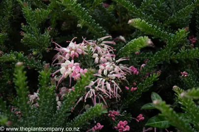 Grevillea lanigera 'Mt Tamboritha' pink flowers amidst dark green foliage.