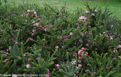 Grevillea lanigera 'Mt Tamboritha' plants growing as a ground cover.