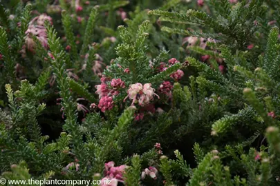 Masses of pink flowers on Grevillea lanigera 'Mt Tamboritha' with dark green foliage.