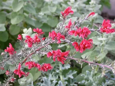 Grevillea lavandulacea 'Billy Wings' red flowers and grey-green foliage.